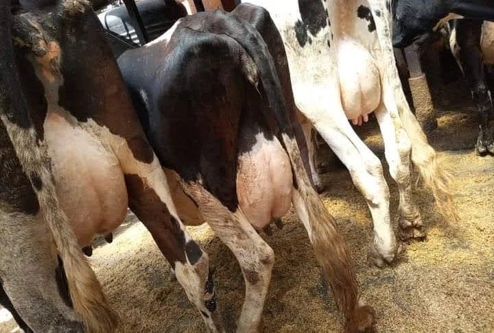 Enhancing Dairy Farming Profitability in Kenya: Key Strategies