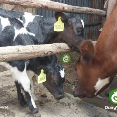 Calf Rearing Guide