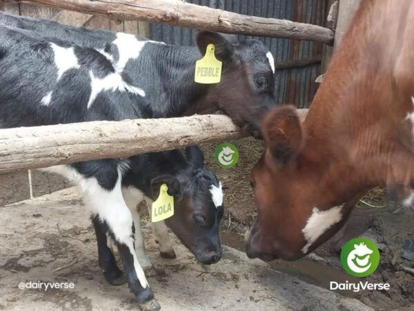 Calf Rearing Guide