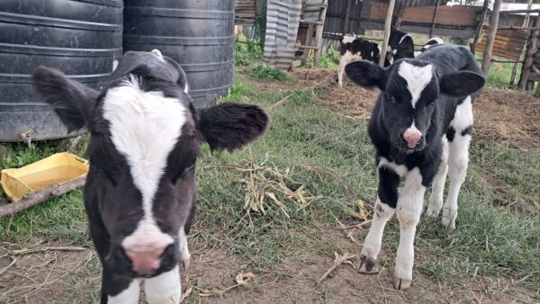 Calf Rearing Guide - Image 2