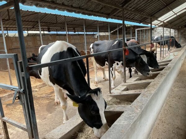 Highyield Dairymeal Formula - Image 2