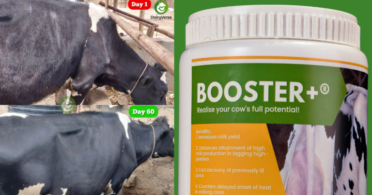 Leading the Way in Dairy Wellness: Boosting Cow Health and Production with Dairyverse