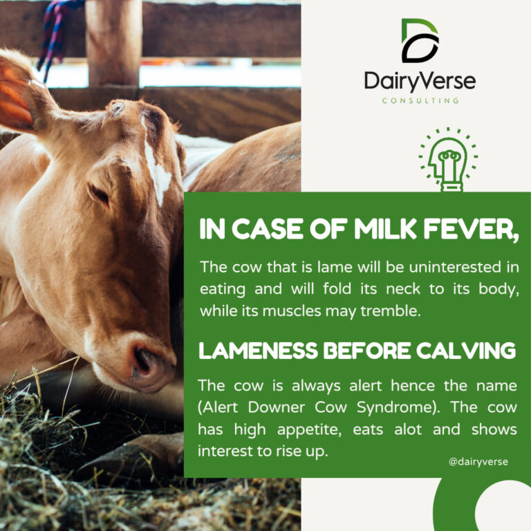 Lameness BEFORE calving and AFTER calving