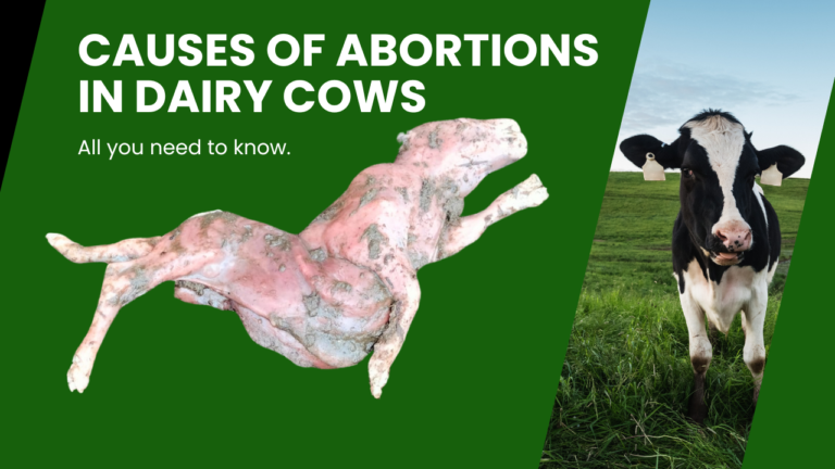 Understanding Abortion in Dairy Cows: Causes and Timing