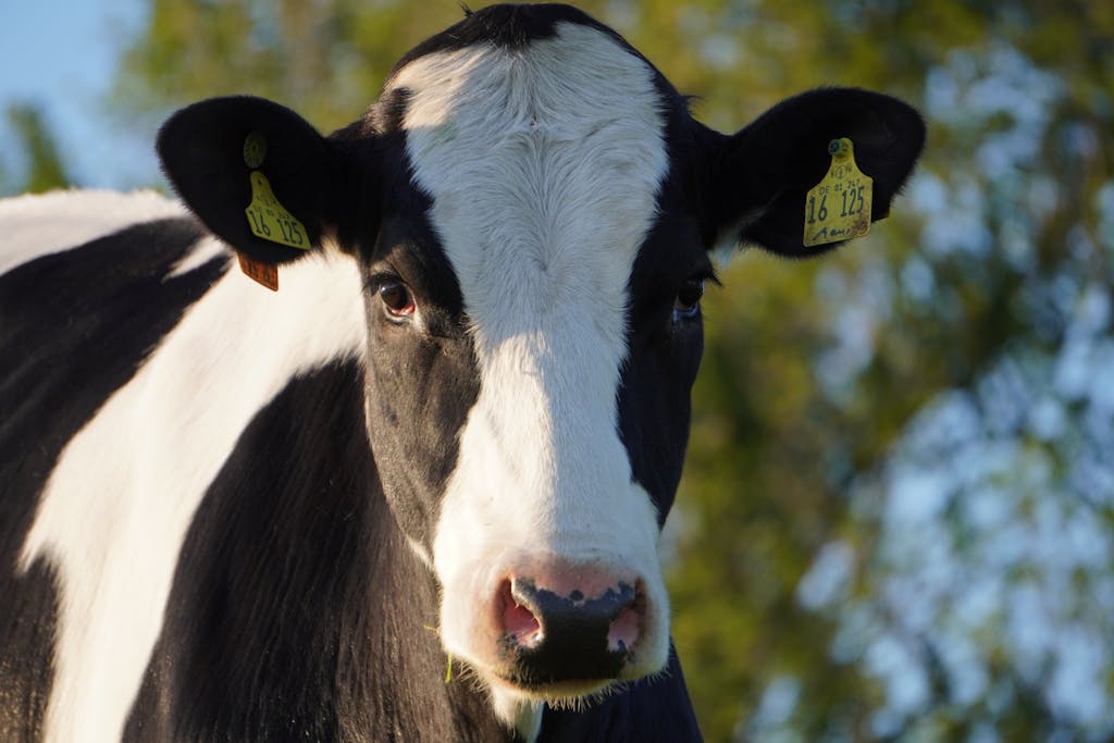 A close up of a cow with yellow ear tags