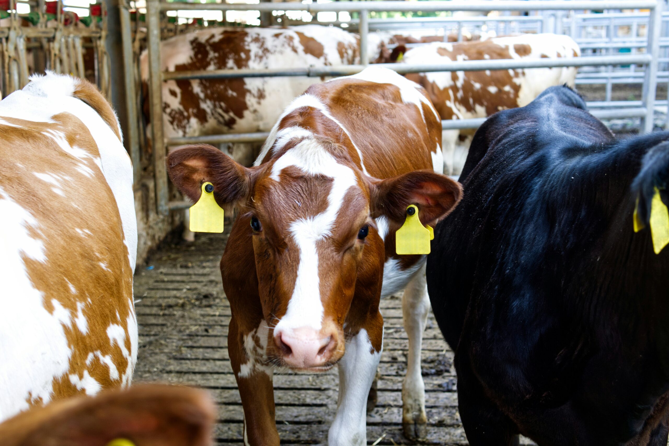 cows in a barn