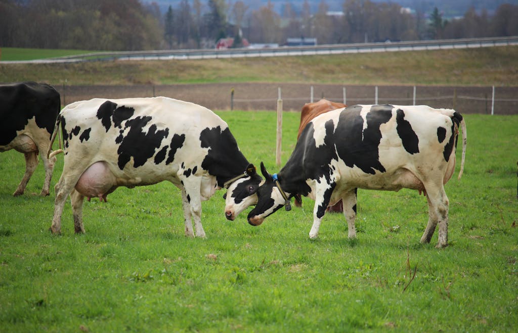 Cows in a Field