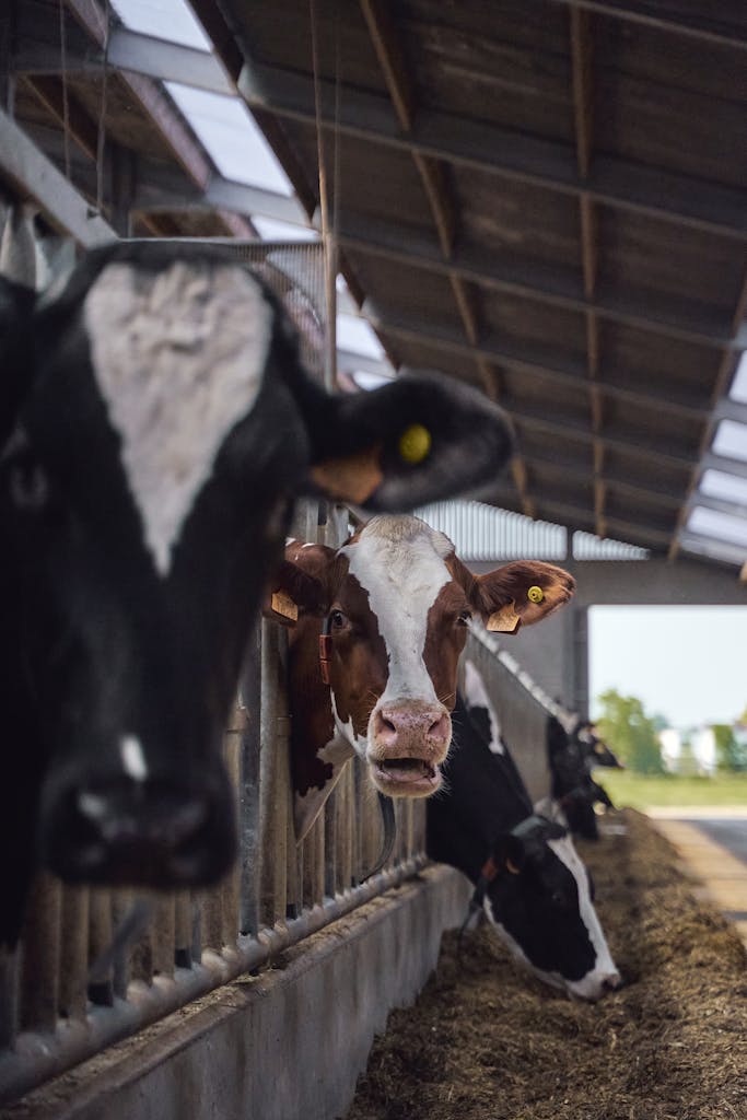 Portrait of Cows in Barn