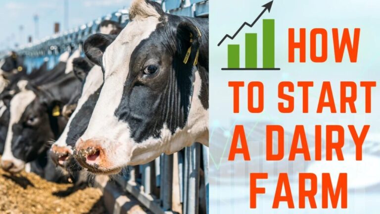 How to start a dairy farm in Kenya