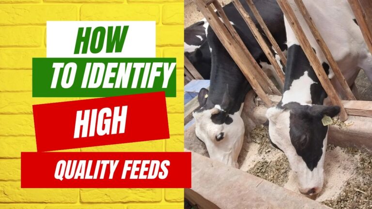 How To Identify High-Quality Dairy Feeds in Kenya