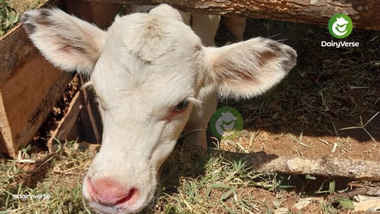 How housing affects a calf’s growth