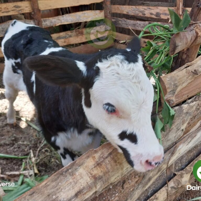 Feeding a dairy calf from birth to 12 months of age