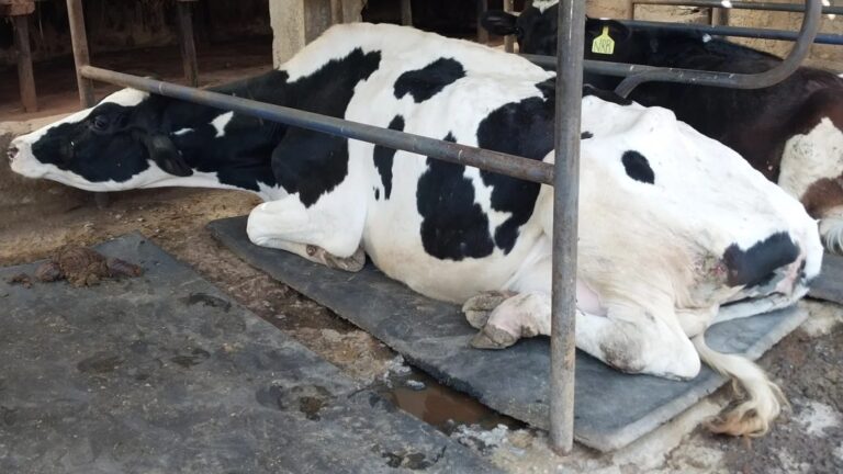 Milk Fever in Dairy Cows