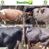 Restorex Technology in High Energy Dairy Supplement for Cows