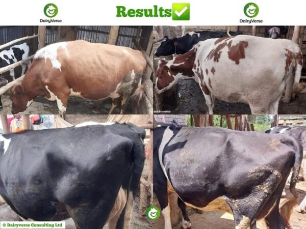 Restorex Technology in High Energy Dairy Supplement for Cows