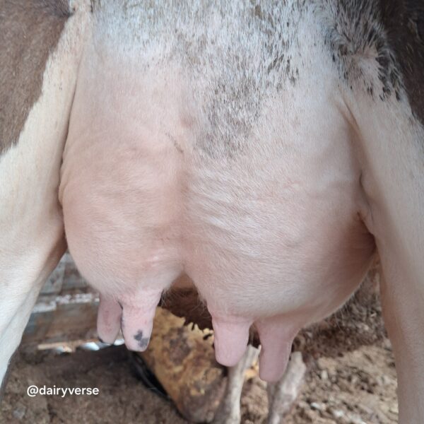 Dairyverse Milk Record Card - Image 3