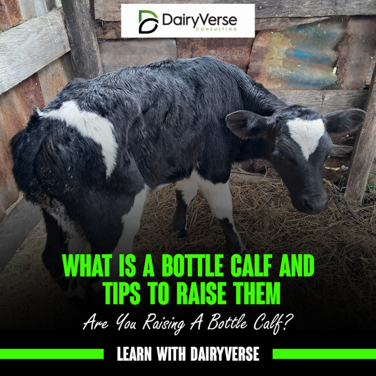 What is a Bottle Calf?