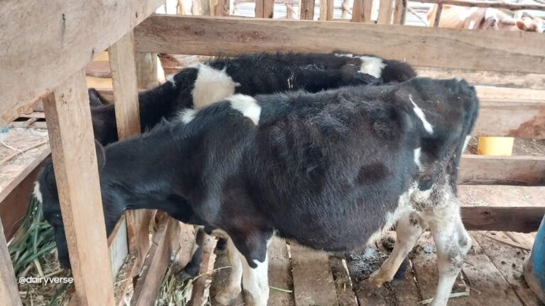 Why do calves develop pot-bellies?