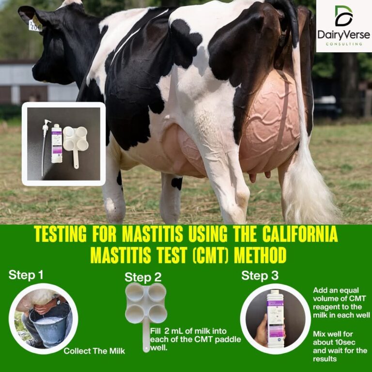 How To Test For Mastitis Using CMT Method (California Mastitis Test)