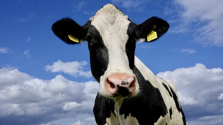 Close-Up Shot of a Cow's Face with Blue Sky Background