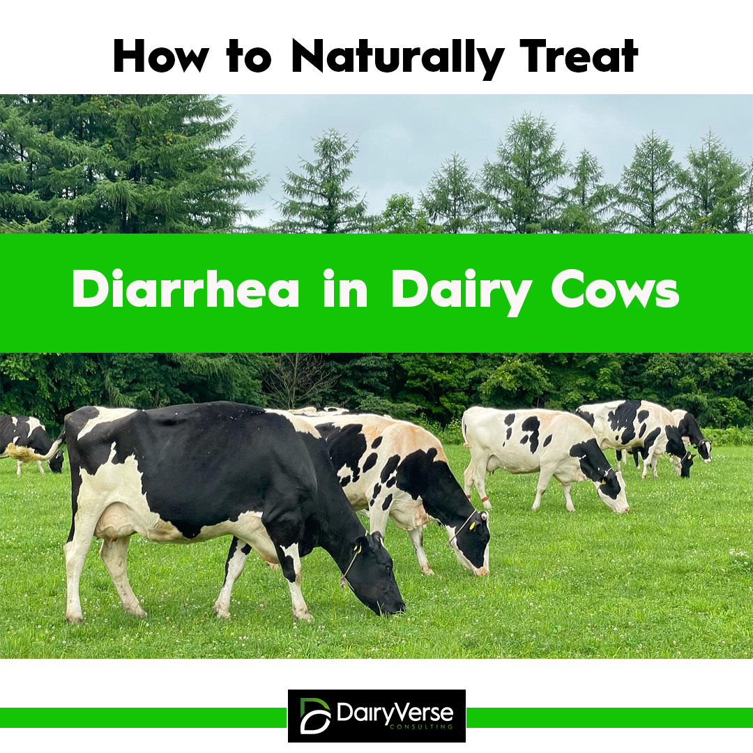 How to Naturally Treat Diarrhea in Dairy Cows