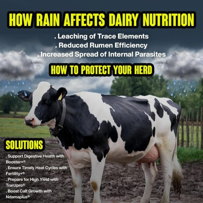 How Rain Affects Dairy Nutrition