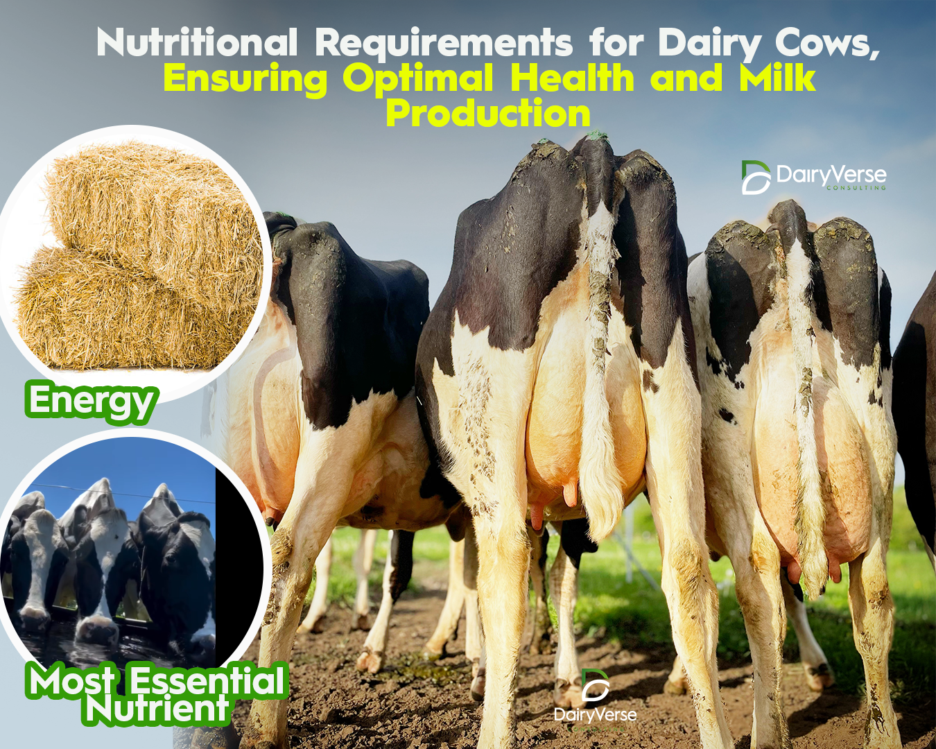 Nutritional Requirements for Dairy Cows: Ensuring Optimal Health and Milk Production