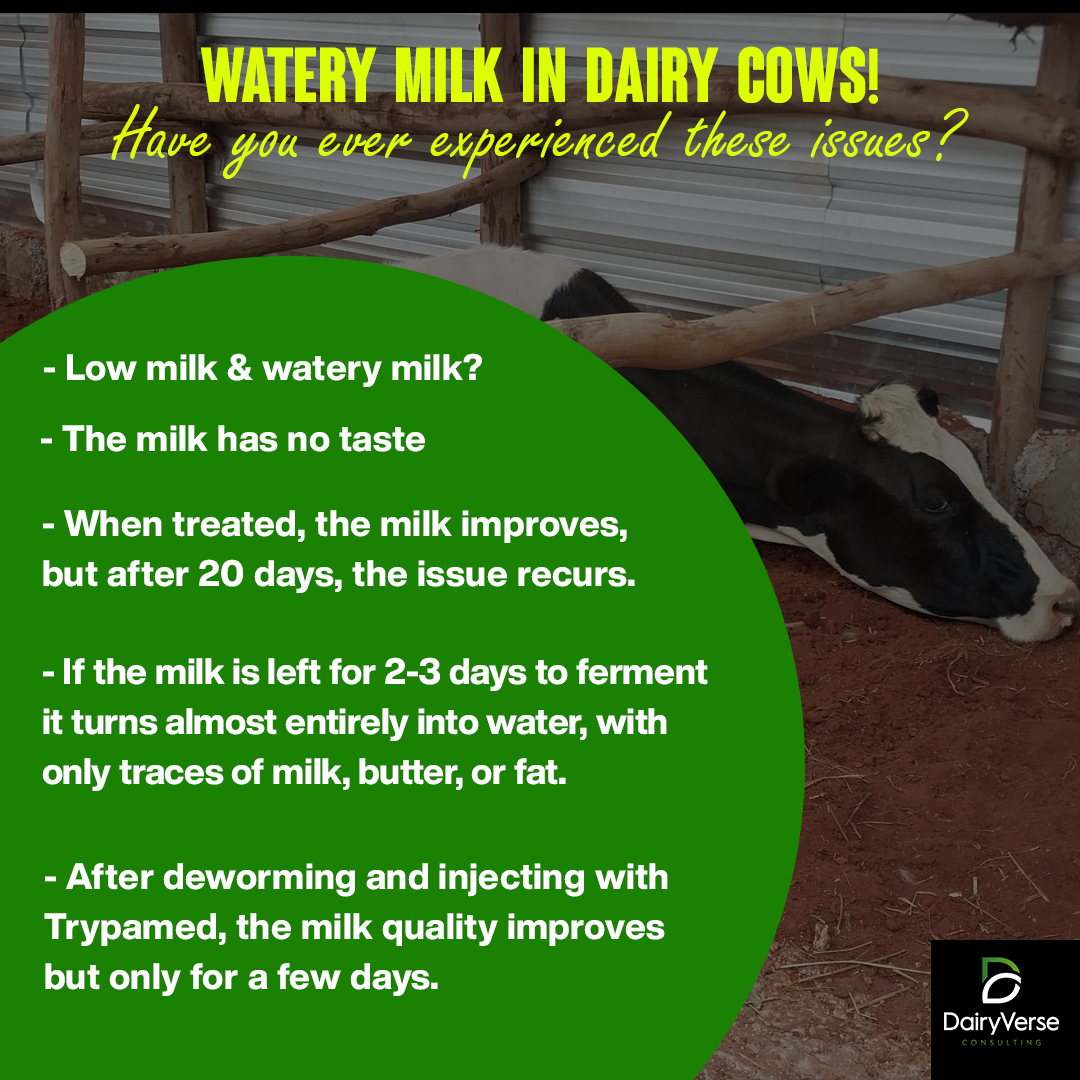 Why Is Your Cow Producing Watery Milk?