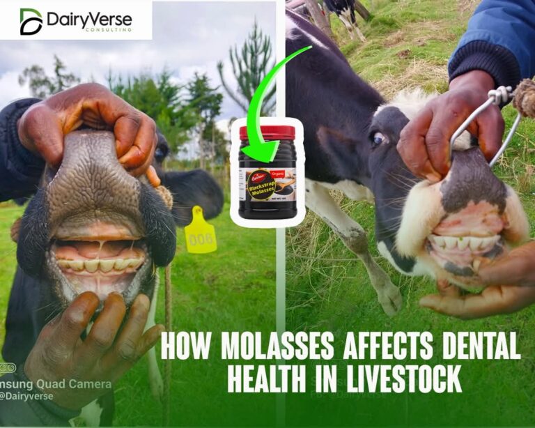 How Molasses Affects Dental Health in Livestock