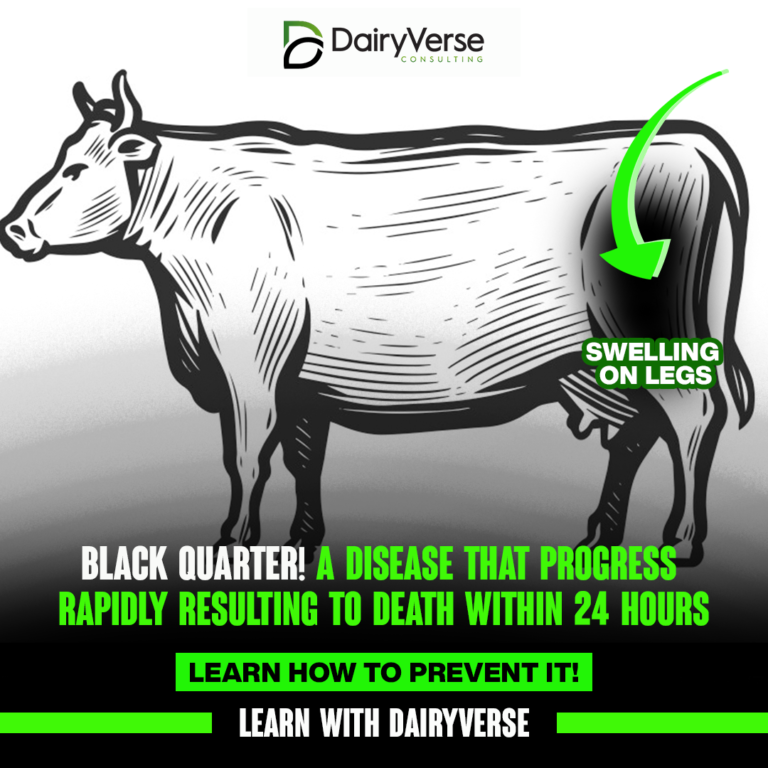 Black Quarter Disease in Cattle: Causes, Symptoms, Prevention, and Treatment