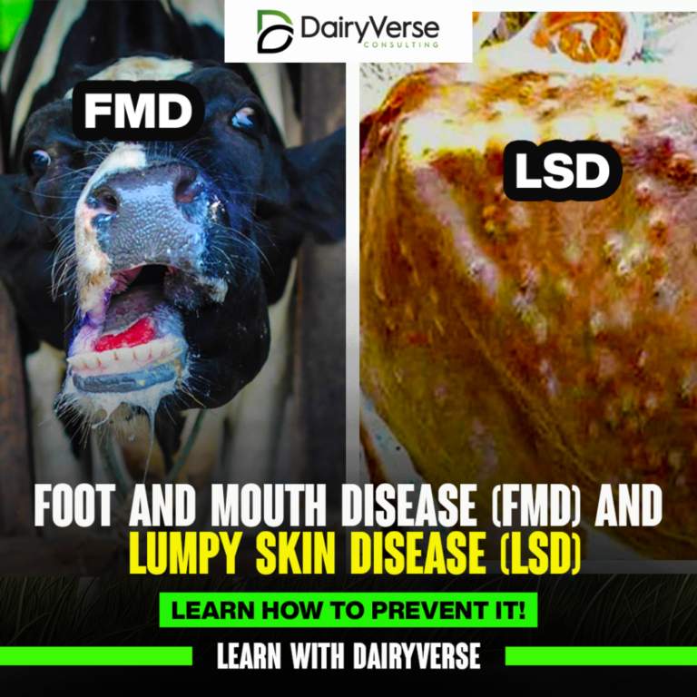 Understanding Common Dairy Cattle Diseases: Foot and Mouth Disease (FMD) and Lumpy Skin Disease (LSD)