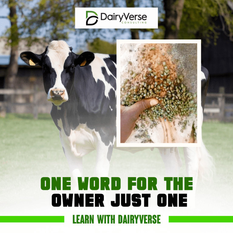 How to Effectively Deal with Ticks on Dairy Cows