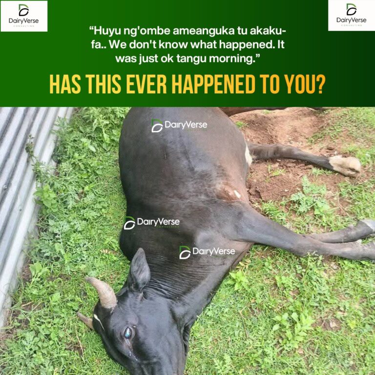 Sudden Death in Cattle: Causes and Prevention