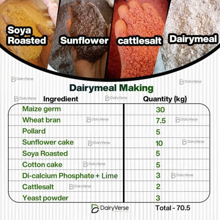 Dairymeal Making: A Guide to Nutritious and Cost-Effective Feed for Dairy Cows