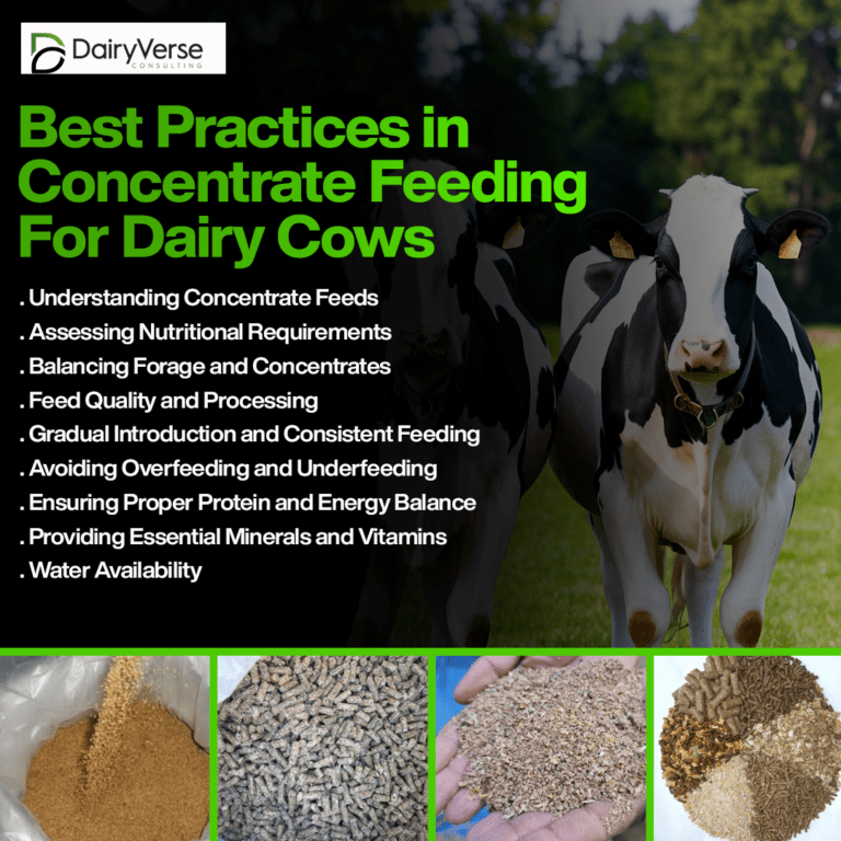 Best Practices in Concentrate Feeding for Dairy Cows