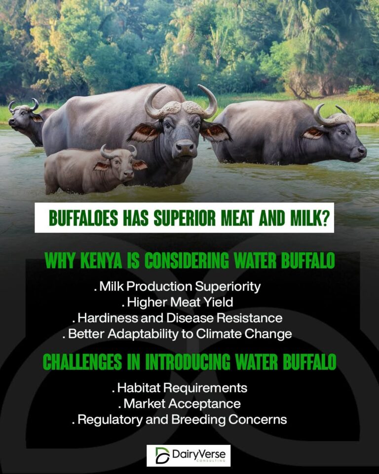 Why Kenya is Considering Water Buffalo