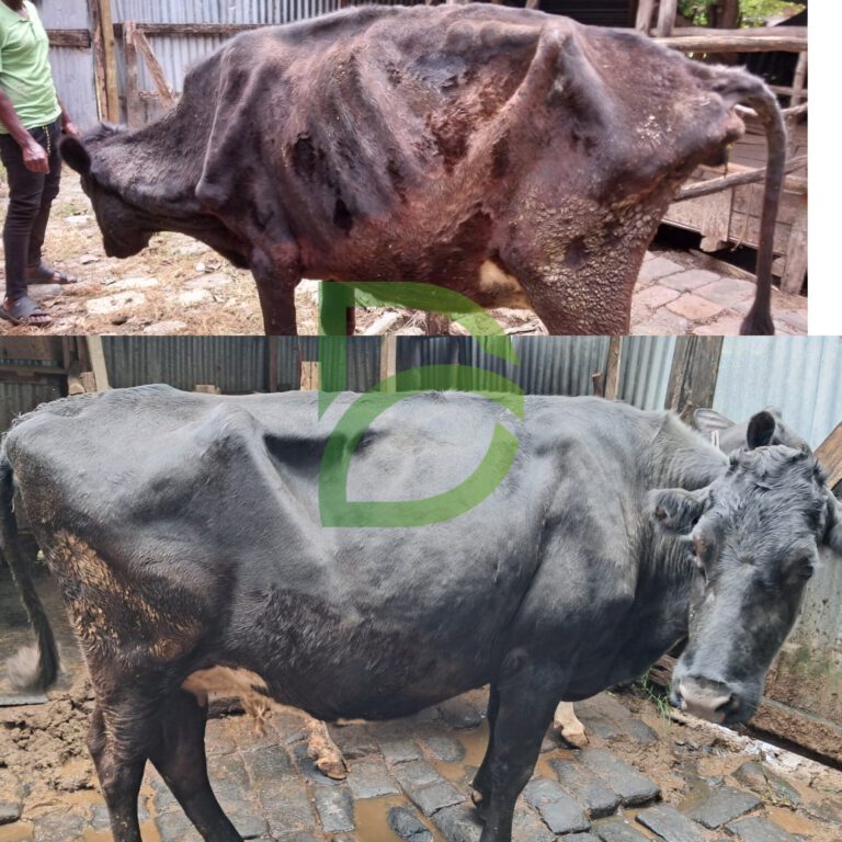 Bella’s Improvement Story: From 1 Cup to 5 Litres of Milk and Now 7 Months Incalf and Now Colourful!