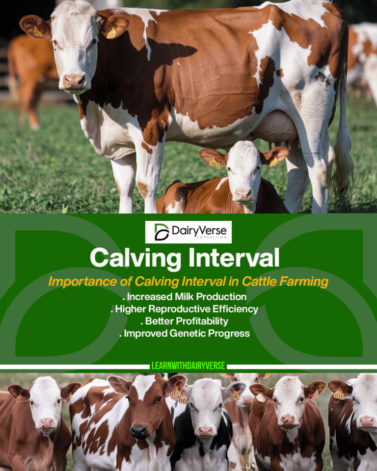 Understanding Calving Interval in Dairy and Beef Cattle