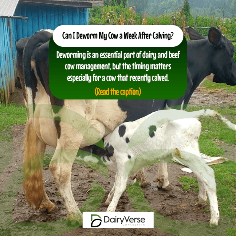 Can I Deworm My Cow a Week After Calving?