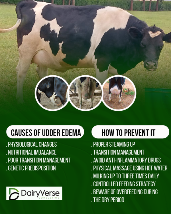 Edema Pada Sapi Managing Udder Edema in Dairy Cows - Dairyverse