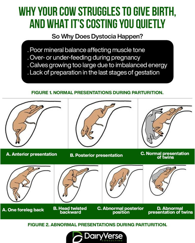 Understanding Dystocia in Dairy Cows