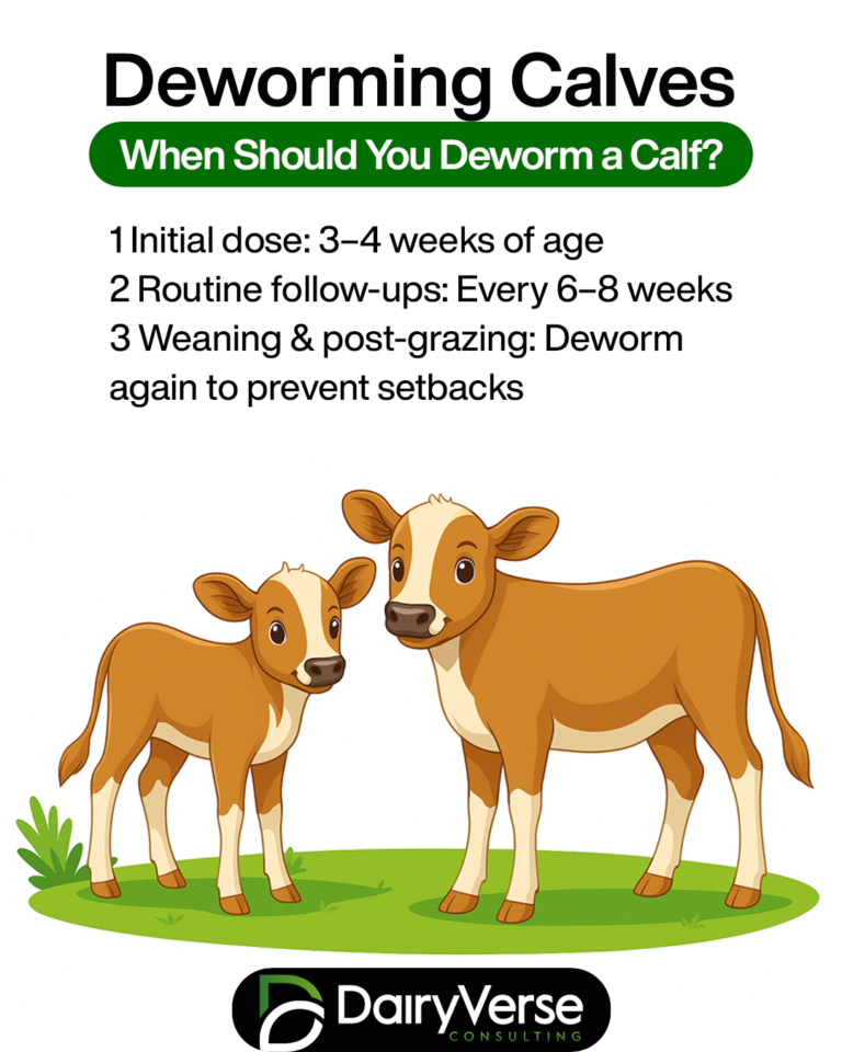 Deworming Calves: Why Timing Matters for a Healthy Start