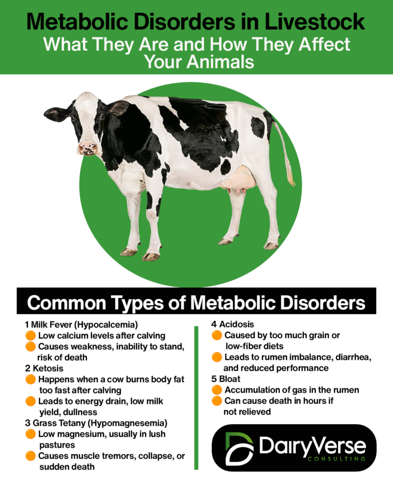 Metabolic Disorders in Livestock: What They Are and How They Affect Your Animals