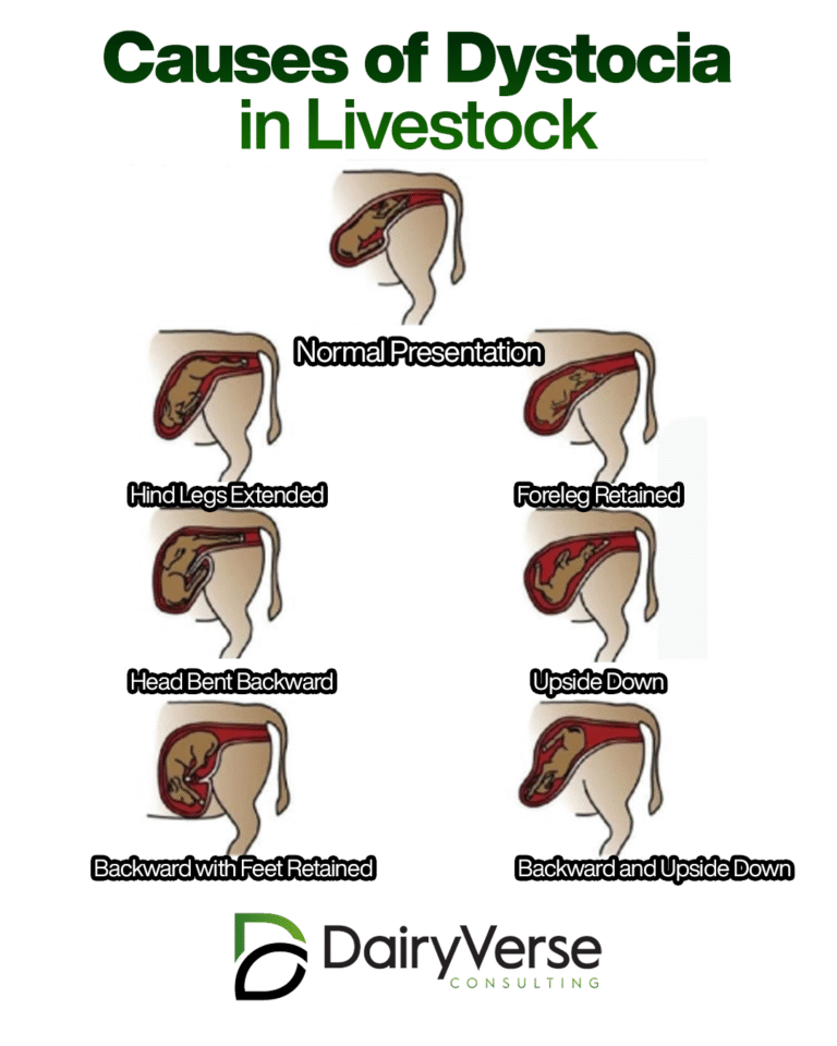 Causes of Dystocia in Livestock