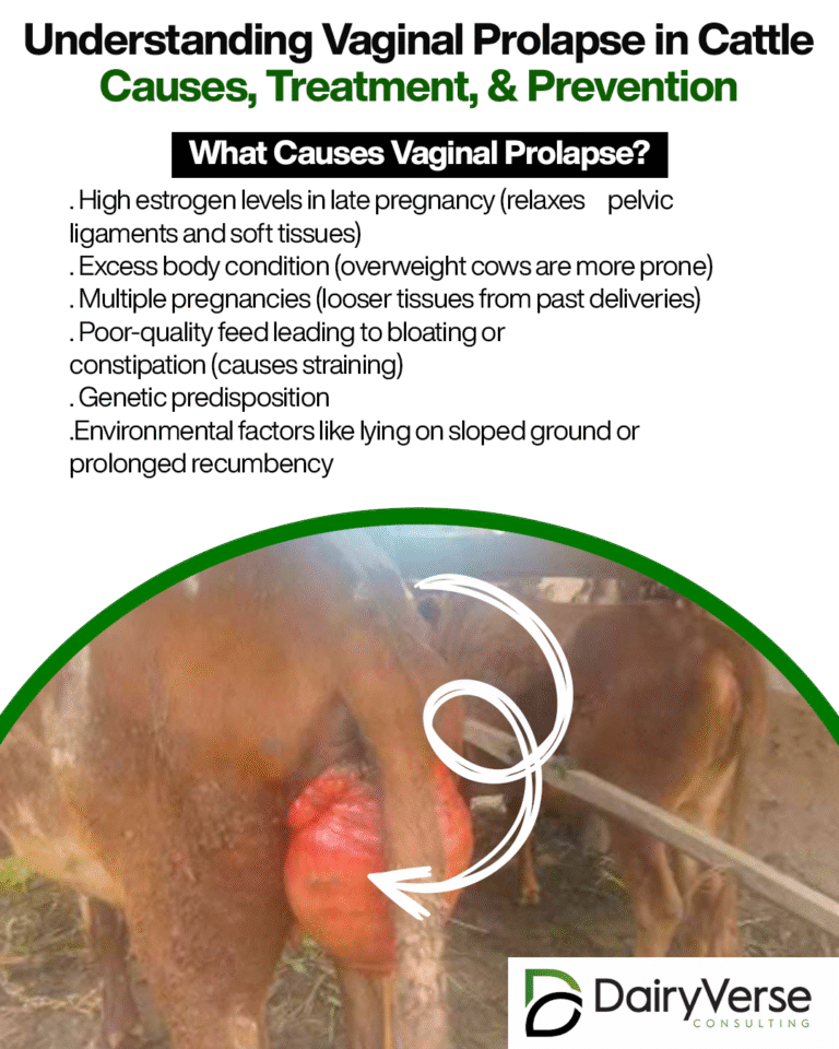Understanding Vaginal Prolapse in Cattle: Causes, Treatment, and Prevention