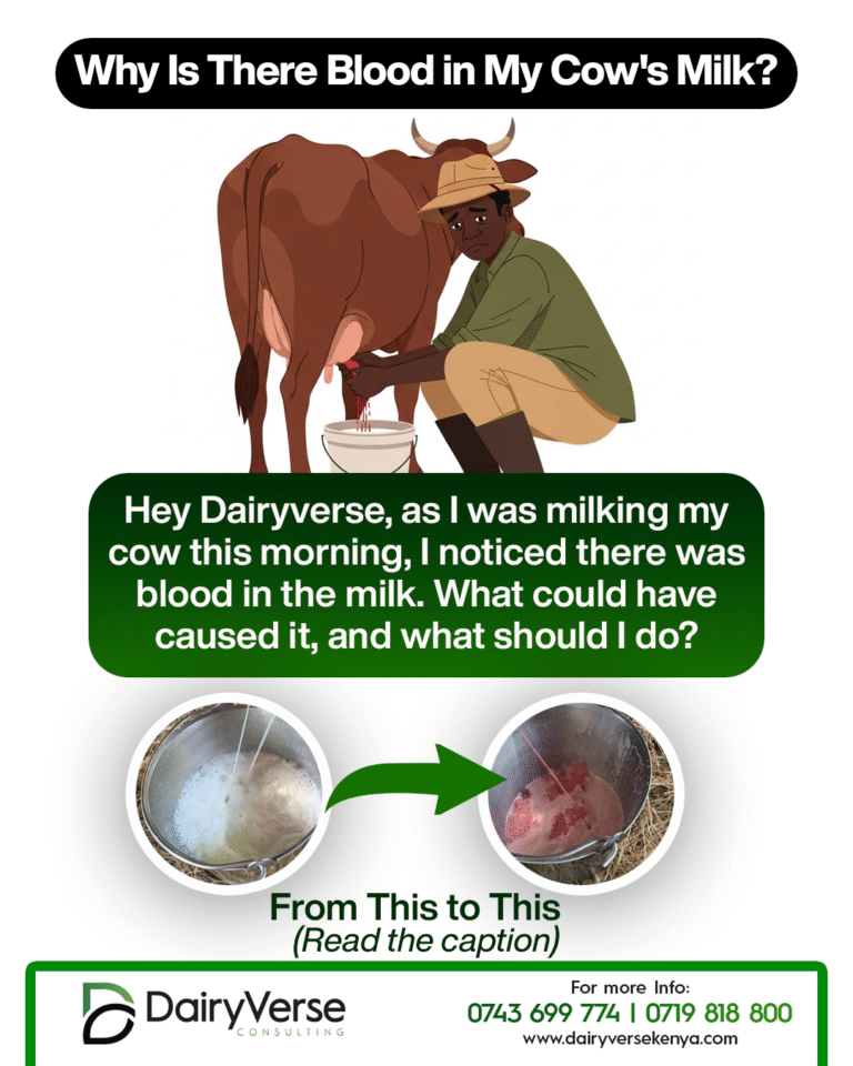 Blood in Cow Milk? Here’s What Every Dairy Farmer Should Know.