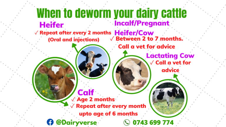 The Importance of Deworming Your Cattle: A Vital Routine in Dairy Farming