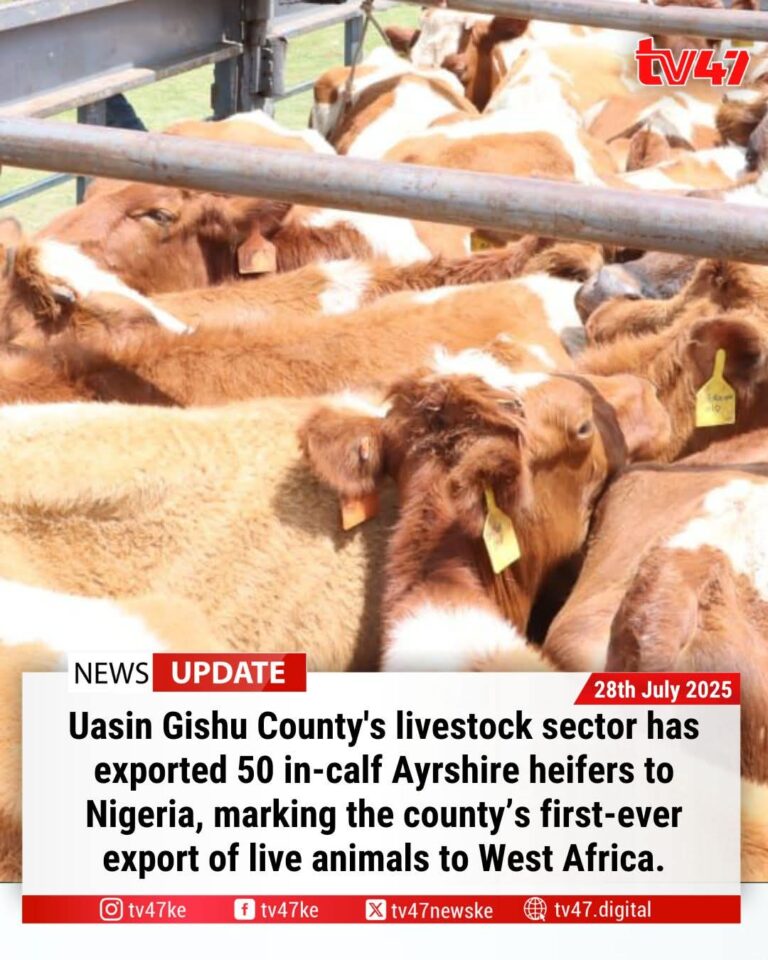 Why Ayrshire Cattle Are a Good Choice for Nigeria’s Sahel Region