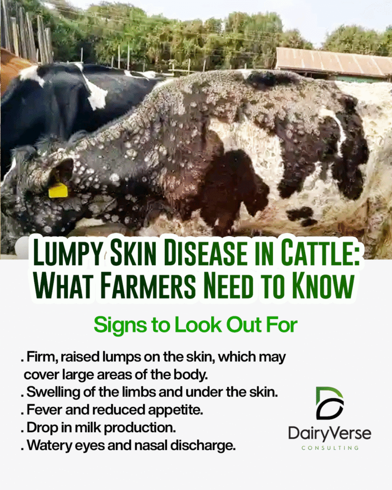 Lumpy Skin Disease in Cattle: What Farmers Need to Know