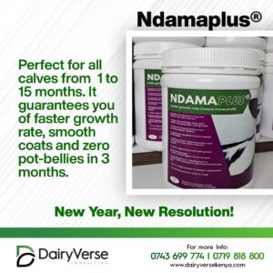 Ndamaplus 3-in-1 Calf Growth Accelerator to stop Kudumaa and pot-bellies in dairy calves.
